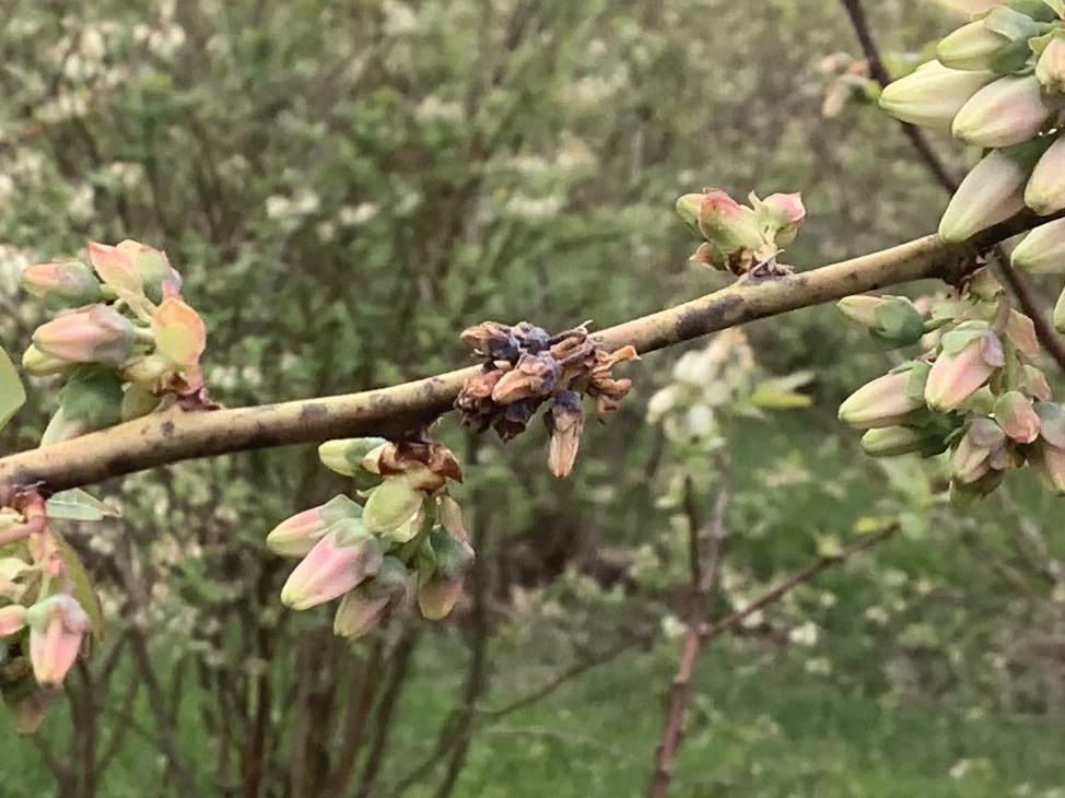 Blossom blight